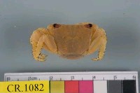 藏品(方形大額蟹)的圖片